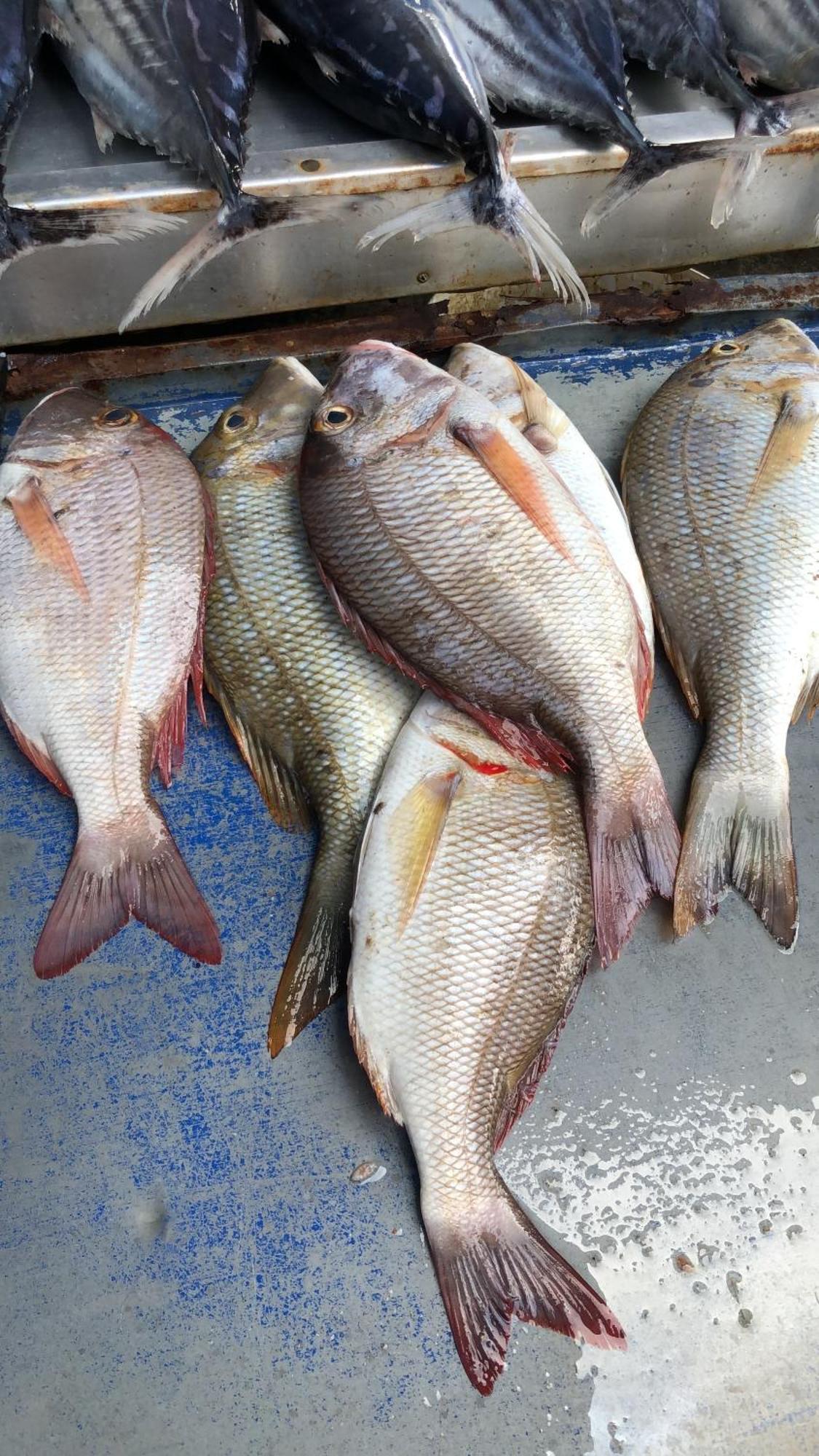 Saman Resort Yala Tissamaharama Luaran gambar